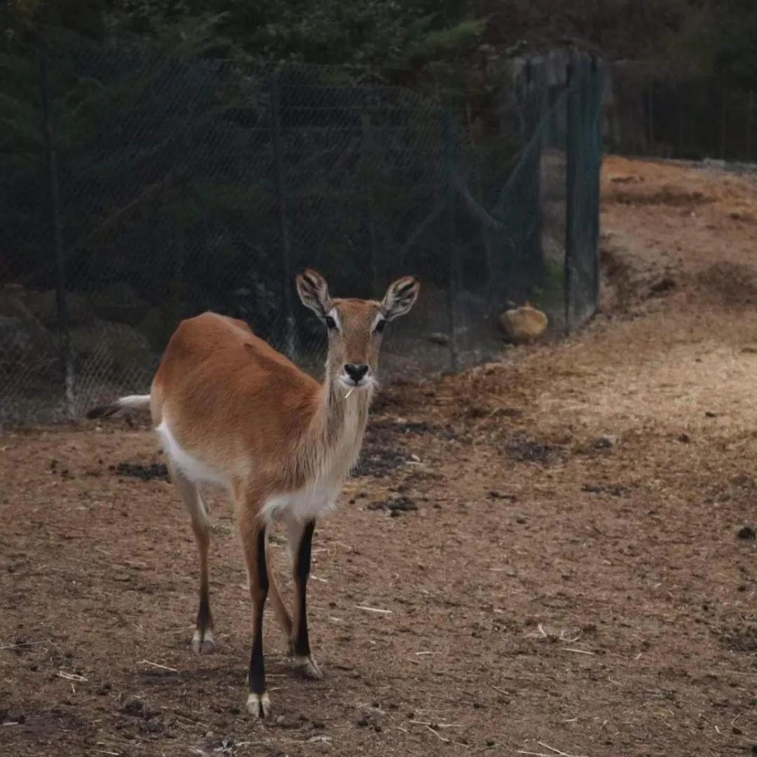 Resort Polonezkoey Country Club & Accommodation In The Wildlife Park! Istanbul